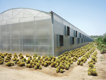 A greenhouse in Saudi Arabia ... another Brett Martin project.